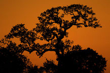 Sonnenuntergang im Pantanal