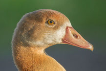 Nilgans