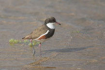 Schwarzbrustregenpfeifer (Erythrogonys cinctus) - Red-kneed dotterel.  