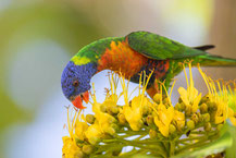 Regenbogenlori, Rainbow lorikeet, Trichoglossus haematodus