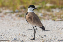 Spornkiebitz (Vanellus spinosus)