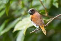 Braunbrust-Schilffink, Chestnut-breasted mannikin, Lonchura castaneothorax