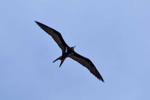 Arielfregattvogel, Fregata ariel, Lesser frigatebird