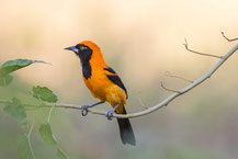 Orangerückentrupial (Icterus croconotus) - Orange-backed Troupial