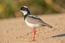 Cayennekiebitz (Vanellus cayanus) - Pied Lapwing