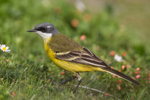 Aschköpfige Schafstelze; Motacilla flava cinereocapilla; Ashy-headed Wagtail