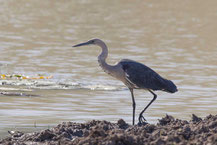 Weißhalsreiher (Ardea pacifica) - White-necked heron 