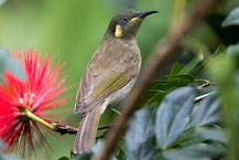 Torreshonigfresser, Yellow-spotted Honeyeater, Meliphaga notata 