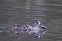 Rosenohrente (Malacorhynchus membranaceus) - Pink-eared duck