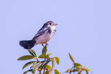 Hahnenschwanztyrann (Alectrurus tricolor); Cock-tailed Tyrant