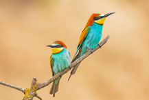 Bienenfresser (Merops apiaster)