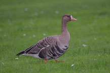 Blässgans Greater, White-fronted goose, Anser albifrons