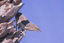 Drosselzaunkönig (unicolor)