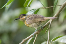 Kappenhonigfresser, Macleay's Honeyeater, Xanthotis macleayanus