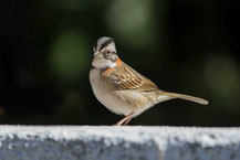 Morgenammer (Zonotrichia capensis) - Rufous-collared Sparrow