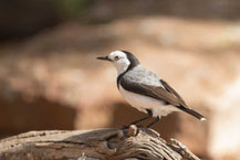 Weißgesicht-Trugschmätzer, White-fronted chat, Epthianura albifrons