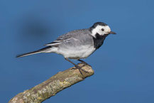 Bachstelze; Motacilla alba; White wagtail