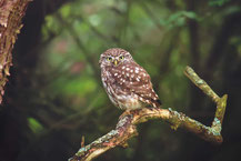 Steinkauz Athene noctua, Little Owl