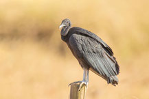 Rabengeier, black vulture, Coragyps atratus