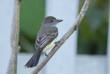 Braunschopftyrann (Myiarchus tyrannulus); Brown-crested Flycatcher