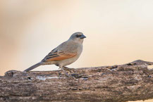 Graukuhstärling (Agelaioides badius) - Greyish Baywing