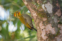 Weißbrauenspecht (Piculus aurulentus), Yellow-browed Woodpecker