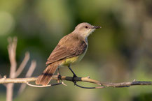 Graslandtyrann (Machetornis rixosa); Cattle Tyrant