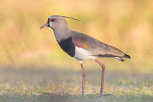 Bronzekiebitz (Vanellus chilensis) - Southern lapwing