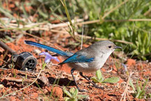 Türkisstaffelschwanz, Splendid Fairy-wren, Malurus splendens