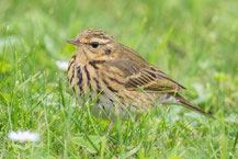 Waldpieper (Anthus hodgsoni)