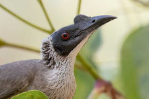 Weißscheitel-Lederkopf, Silver-crowned Friarbird 