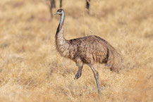 Emu (Dromaius novaehollandiae) 