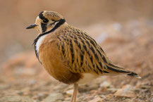 Gürtelregenpfeifer (Peltohyas australis) - Inland dotterel