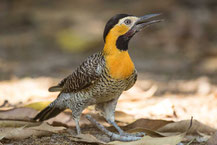 Feldspecht (Colaptes campestris); Campo Flicker