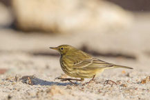 Strandpieper; Anthus petrosus; Rock Pipit