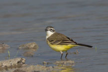 Iberische Schafstelze; Motacilla flava iberiae; Iberian Yellow Wagtail