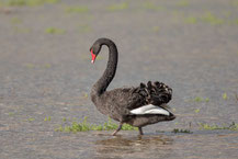  Trauerschwan (Cygnus atratus) - Black swan 