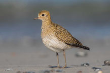 Goldregenpfeifer (Pluvialis apricaria) - European golden plover