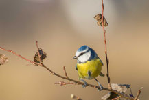 Blaumeise (Cyanistes caeruleus)