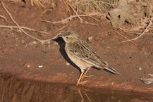 Steppenpieper; Anthus godlewskii; Blyth's Pipit