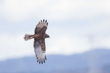 Sumpfweihe, Swamp Harrier, Circus approximans