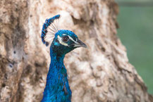 Blauer Pfau (Pavo cristatus) - Indian peafowl