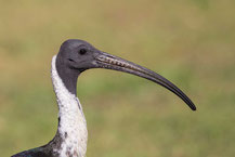 Stachelibis (Threskiornis spinicollis) - Straw-necked ibis