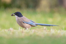 Blauelster, Cyanopica cyana, Azure-winged Magpie