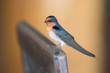  Glücksschwalbe, Hirundo neoxena, Welcome Swallow