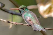 Glanzamazilie (Amazilia versicolor)