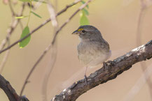 Wachtelammer (Ammodramus humeralis) - Grassland sparrow