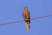 Schwarzmilan,  Black kite, Milvus migrans 