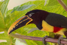 Braunohrarassari (Pteroglossus castanotis); Chestnut-eared Aracari