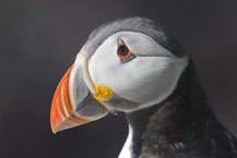 Varanger, Reiseinformationen für Fotografen und Ornithologen